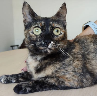 Rihana - mit Romina - schüchtern, aber gesellig, sehr sozial, gutmütig, verspielt, EKH - Katze