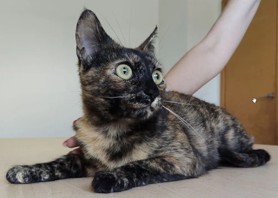 Rihana - mit Romina - schüchtern, aber gesellig, sehr sozial, gutmütig, verspielt, EKH - Katze