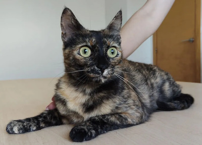 Rihana - mit Romina - schüchtern, aber gesellig, sehr sozial, gutmütig, verspielt, EKH - Katze