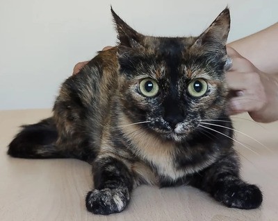Rihana - mit Romina - schüchtern, aber gesellig, sehr sozial, gutmütig, verspielt, EKH - Katze