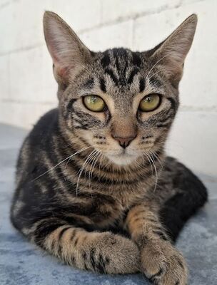 Rina, Europäisch Kurzhaar - Katze