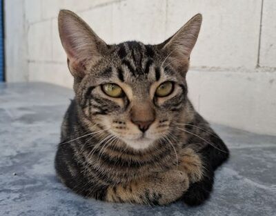 Rina, Europäisch Kurzhaar - Katze