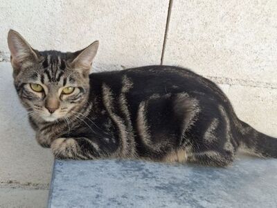 Rina, Europäisch Kurzhaar - Katze