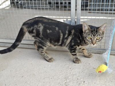 Rina, Europäisch Kurzhaar - Katze