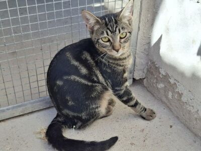 Rina, Europäisch Kurzhaar - Katze