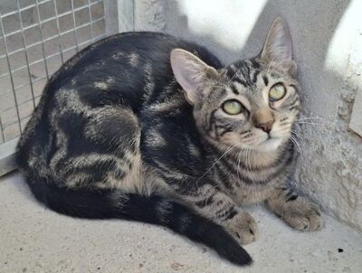 Rina, Europäisch Kurzhaar - Katze