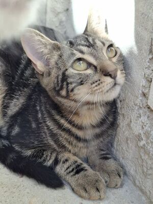 Rina, Europäisch Kurzhaar - Katze