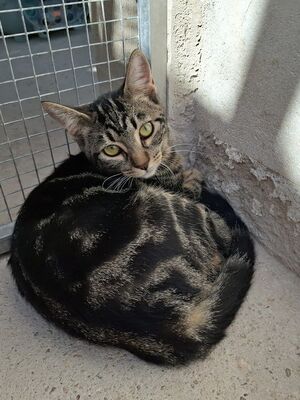 Rina, Europäisch Kurzhaar - Katze