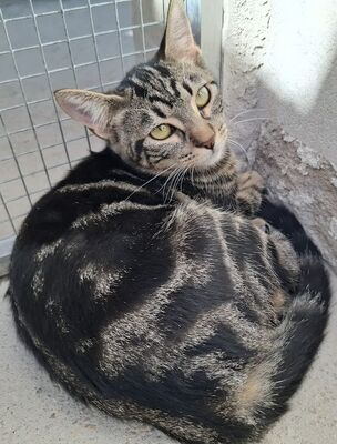 Rina, Europäisch Kurzhaar - Katze