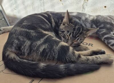 Rina, Europäisch Kurzhaar - Katze