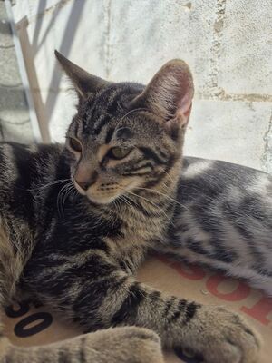 Rina, Europäisch Kurzhaar - Katze