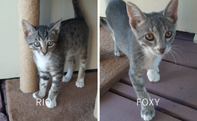 Rio & Foxy - Liebes Brüderpaar, ca. 4 Monate, Mischling Jungtier - Kater