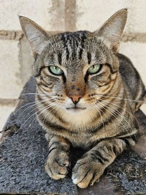 Rob, Europäisch Kurzhaar - Kater