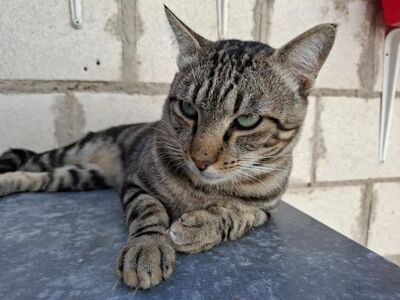 Rob, Europäisch Kurzhaar - Kater