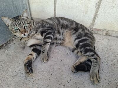 Rob, Europäisch Kurzhaar - Kater