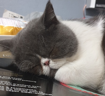 Robert -Exotic shorthair Perser-sucht wegen Krankheit der Besitzer eine liebevolle Familie, Exotisch Kurzhaar - Kater