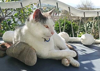 Rocky - Intelligenter Kater ca. 5 Jahre, Mischling - Kater