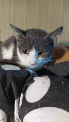 Rocky, Mischling Jungtier - Kater