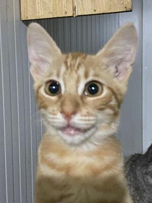 Rocky, Mischling Jungtier - Kater