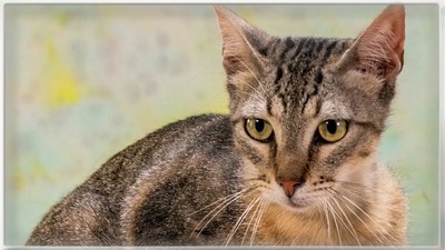 Rocky - ein ganz lieber Tiger, MIx - Kater