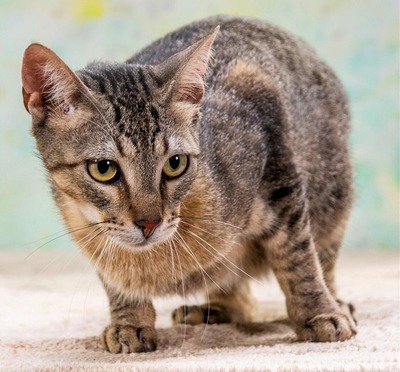 Rocky - ein ganz lieber Tiger, Mix - Kater