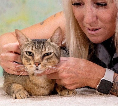 Rocky - ein ganz lieber Tiger, Mix - Kater