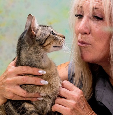 Rocky - ein ganz lieber Tiger, Mix - Kater