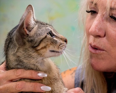 Rocky - ein ganz lieber Tiger, Mix - Kater