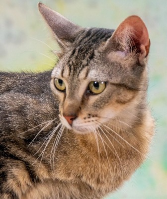 Rocky - ein ganz lieber Tiger, Mix - Kater