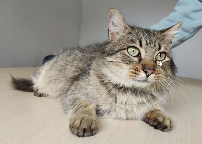 Roco - schüchterner Katermann sucht Zuhause, EKH - Kater