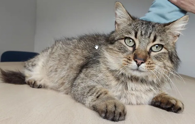 Roco - schüchterner Katermann sucht Zuhause, EKH - Kater