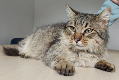 Roco - schüchterner Katermann sucht Zuhause, EKH - Kater
