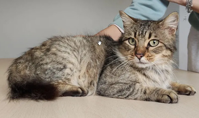Roco - schüchterner Katermann sucht Zuhause, EKH - Kater