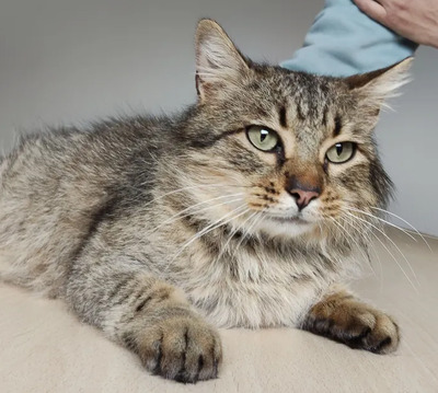 Roco - schüchterner Katermann sucht Zuhause, EKH - Kater