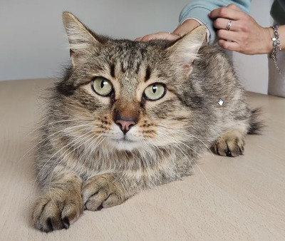 Roco - schüchterner Katermann sucht Zuhause, EKH - Kater