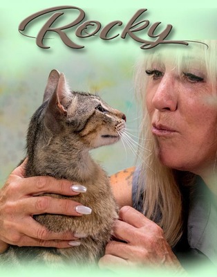 Rocy - ein ganz lieber Tiger, Mix - Kater