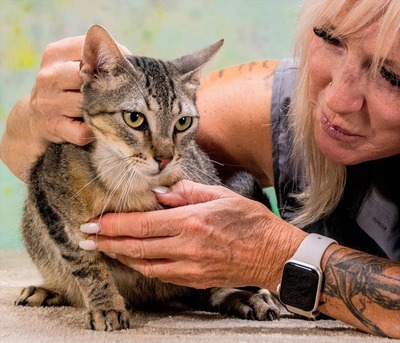 Rocy - ein ganz lieber Tiger, Mix - Kater