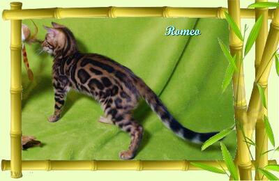 Romeo, Bengal Jungtier - Kater