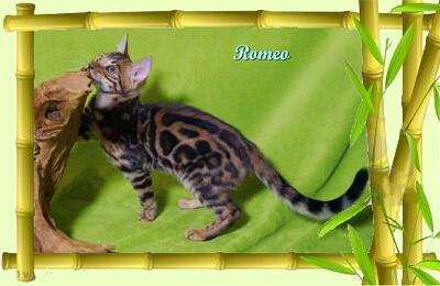 Romeo, Bengal Jungtier - Kater
