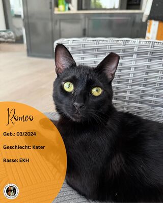 Romeo, Europäisch Kurzhaar (EKH) - Kater