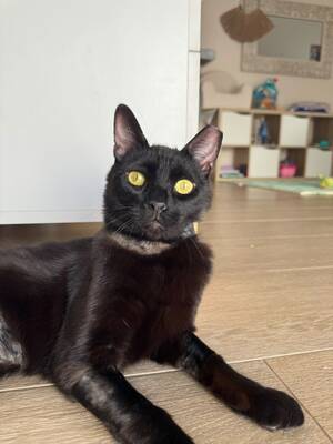 Romeo, Europäisch Kurzhaar (EKH) - Kater