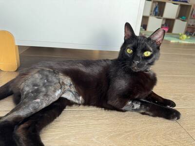 Romeo, Europäisch Kurzhaar (EKH) - Kater