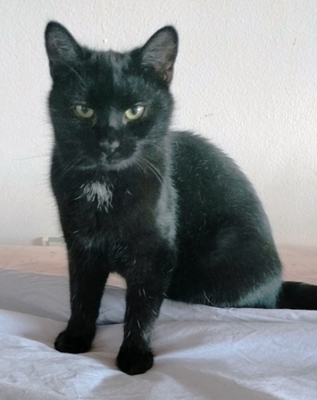 Romeo, Hauskatze Jungtier - Kater