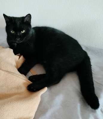 Romeo, Hauskatze Jungtier - Kater