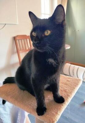 Romeo, Hauskatze Jungtier - Kater