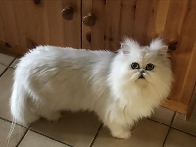 Romeo mit Stammbaum, kasrtiert, Perser - Kater