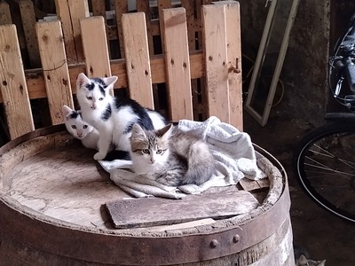 Romeo und Julia, Wuschel, Fix und Foxie, Bauernhofkatze Jungtier - Katze 3