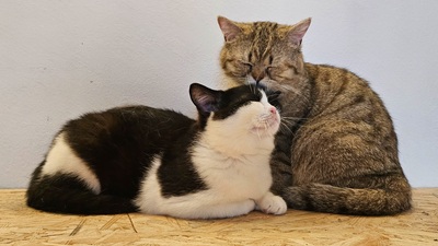 Romeo und Single, Britisch Kurzhaar Jungtier - Kater