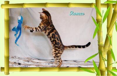 Romeo, wunderschöner, exklusiver unkastrierter Bengal Kater, ein wahrer Eyecatcher!, Bengal - Kater