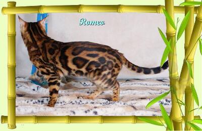 Romeo, wunderschöner, exklusiver unkastrierter Bengal Kater, ein wahrer Eyecatcher!, Bengal - Kater